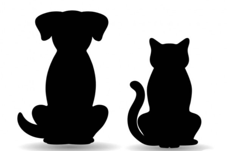 X OTRAS ALTERNATIVAS VER SECCIÓN GATOS