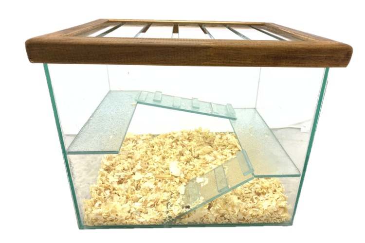 HAMSTERA MADERA N°45 25X20X20